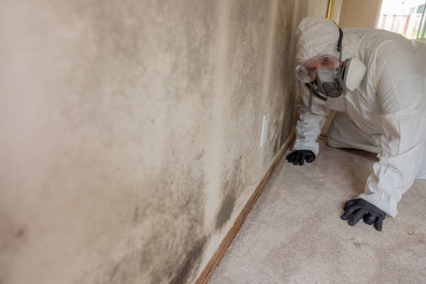 Biohazard Mold Removal in Westville, IN